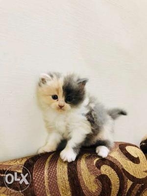Pure Persian kittens Tri colour mix White golden and grey