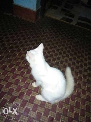Pure White persion cat 5month