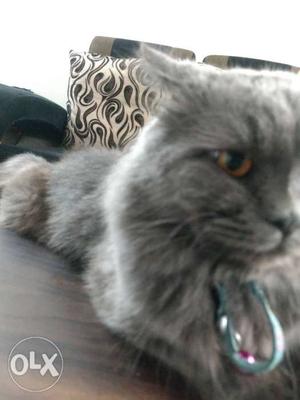 Pure breed male gray Persian cat for sale. with