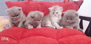Pure persian cats 3 weeks old for sale