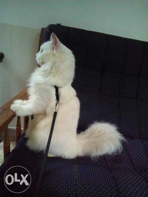 Pure white Persian male cat for sale