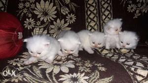 Pure white persian cats  each interested