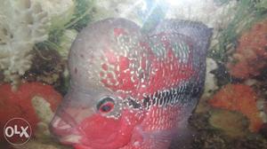 Red, Black, And Grey Flowerhorn Fish