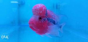 Red Chilli Monsterkok Flowerhorn Fish Up For Sale