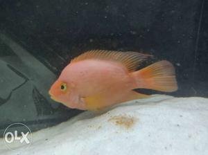 Red Devil, 8'+ Size, very active and aggressive.