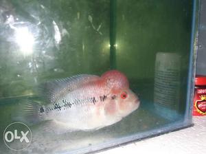 Red Magma Flowerhorn