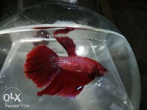 Red feather tail beta fish