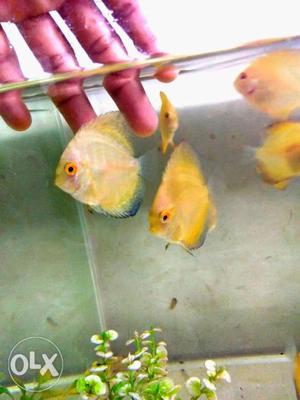 Redpand discus 1.5 inch body size 8 piece remain