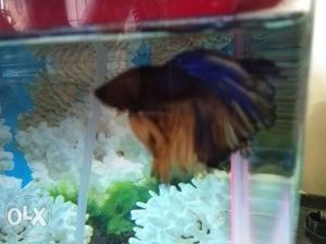 Royal blue and yellow colour betta fish