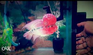 SRD flowerhorn with vibrant color and head