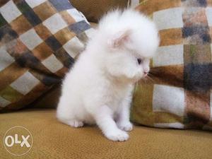 Sami punch face white Persian kitten for sale