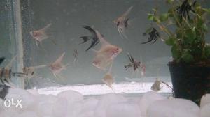 School Of Angel Fish