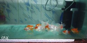 School Of Orange-and-white Goldfish