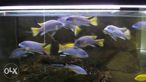 School Of Purple Fish