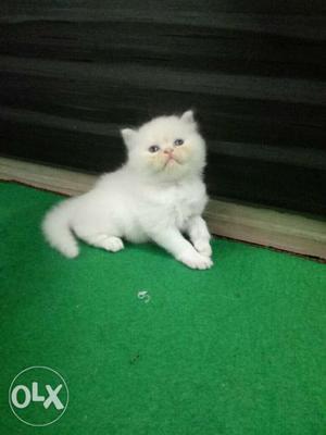Semi Punch Persian cat pure breathe for sale