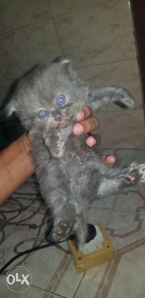 Semi punch persion cat..male,female,2kitten