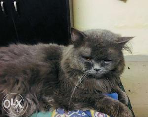 Semi punched face Persian cat grey colour(male)