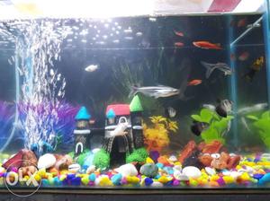 Shoal Of Pet Fish