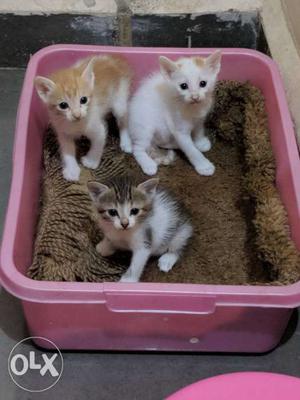 Short-coated White, Orange, And Black Kittens