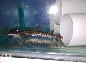 Shovel nose Catfishes for sale