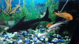 Single black shark Very healthy Selling due to