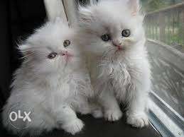 Snow White Persian Kitten No. 1 Quality