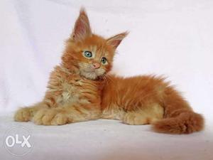 So cute Main kitten for available cash on