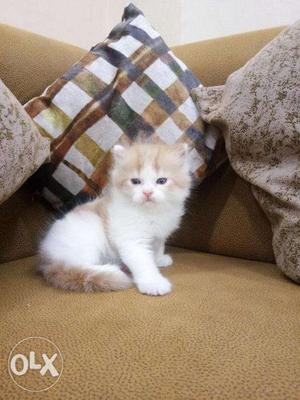 So cute and Beautiful van color Persian kitten