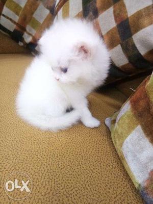 So cute and beautiful Healthy Persian kitten for