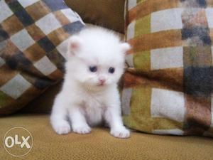 So cute and healthy white Persian kitten for