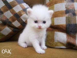 So cute doll face white Persian kitten for sale