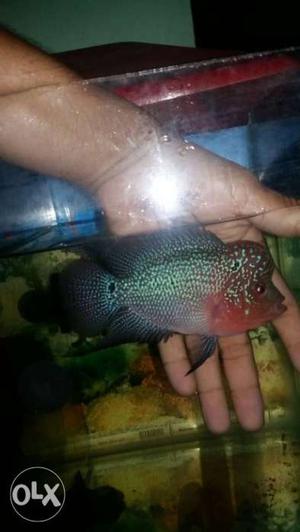 Srd Flowerhorn male 4 inc