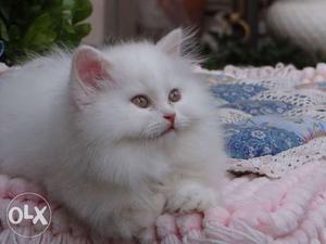 Super quality Persian kitten cash on delivery