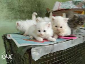 Sweet percian kittens dollface per pic 
