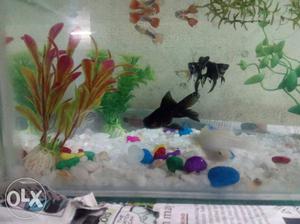 Telescope fish only one Iwill give it for $20
