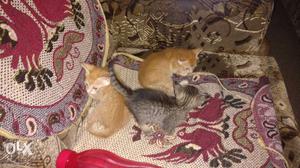 Three Orange And Gray Tabby Kittens