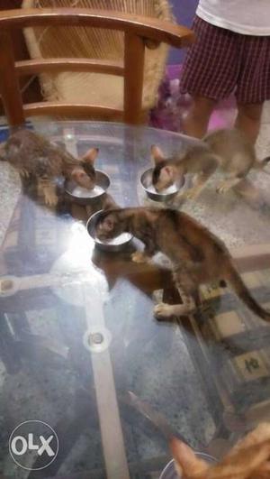 Three Short-furred Grey Kittens
