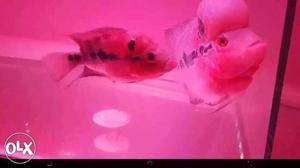 Two Flowerhorn Fishes
