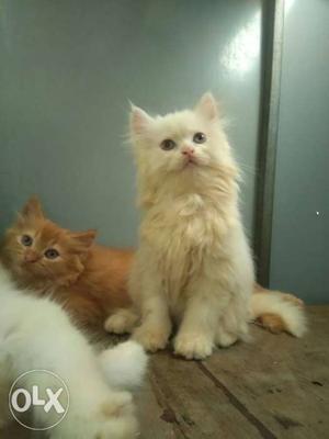 Two Long-haired Beige And Brown Kittens