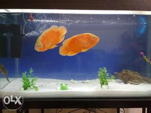 Two Orange Oscar Fish Screenshot