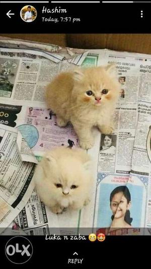 Two Orange Tabby Kitten Screenshot