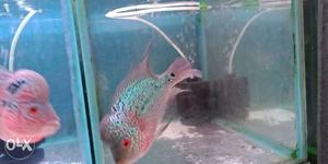 Two Pink-and-white Flowerhorn Cichlids