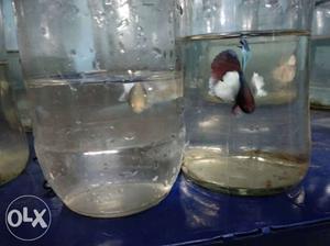 Two Red And Brown Betta Fish