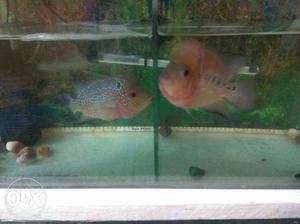 Two Red Flowerhorn Cichlids and with set message me