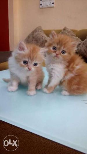 Two White-and-brown Kitten