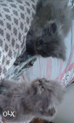 Two and half month old three grey kittens for