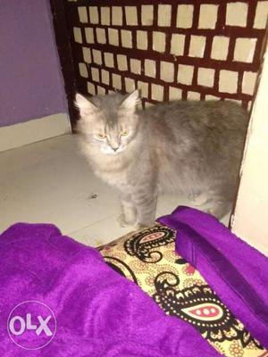 Two male Persian cats...gray & golden. per cat.intrested