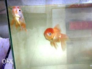 Uranda gold fish confirm breeding pair 400