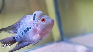 Urgent sell Flowerhorn + Humpy Red food... great