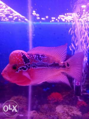 Vasthu flowerhorn fish price depend up on quality